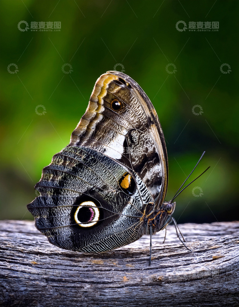 高清大图下载【趣麦麦图】眼斑蝶于木上姿态展示