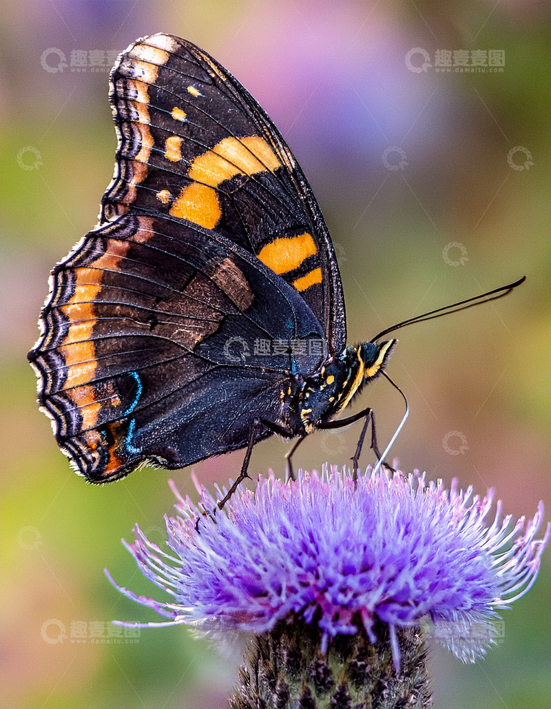 高清大图下载【趣麦麦图】黑橙蝴蝶停落紫花顶端