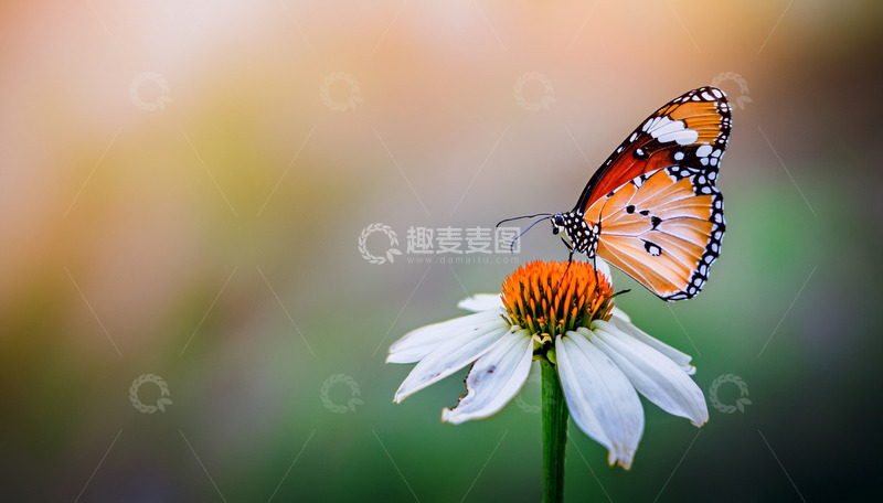 高清大图下载【趣麦麦图】橙白蝴蝶停落白色花朵