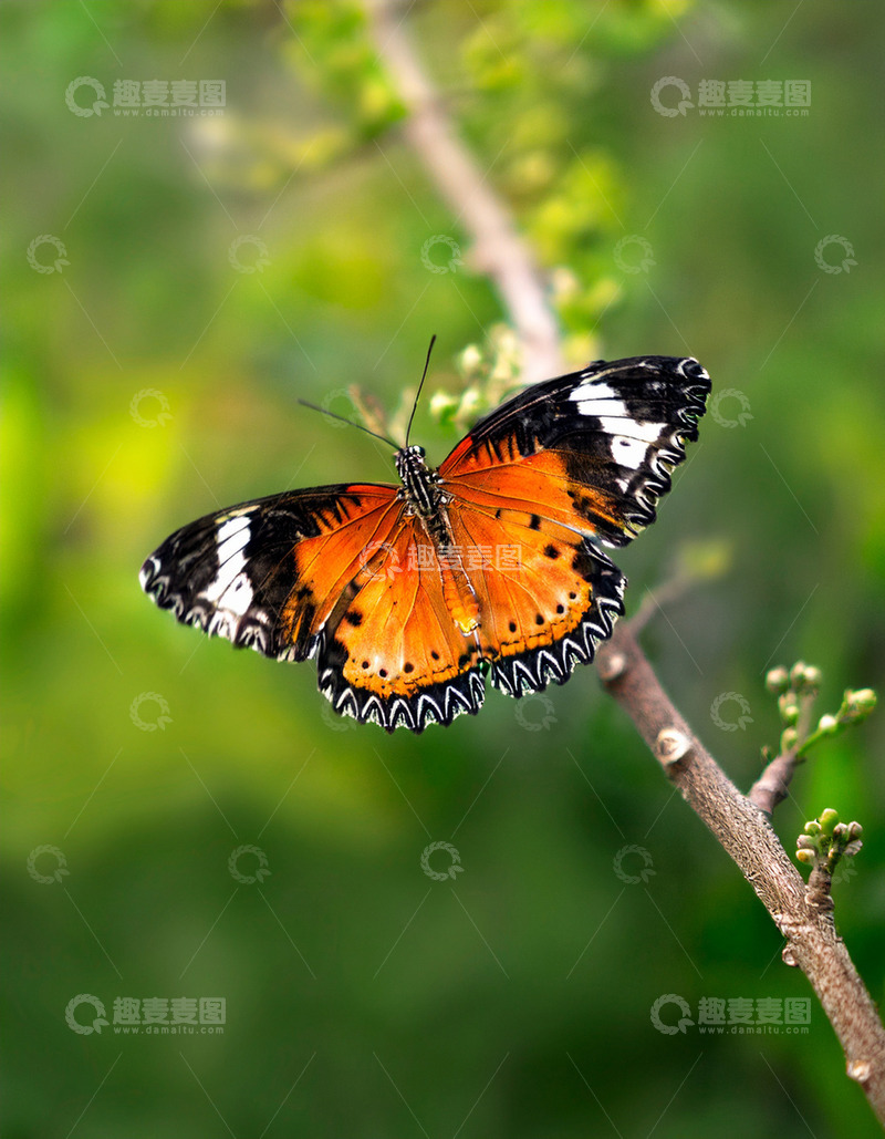 高清大图下载【趣麦麦图】橙黑白蝶停驻细枝梢头