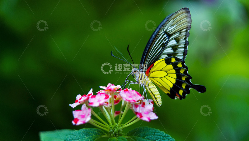 高清大图下载【趣麦麦图】黄黑蝶花间采蜜