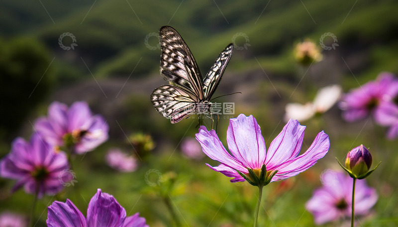 高清大图下载【趣麦麦图】黑白蝴蝶飞舞于粉花丛