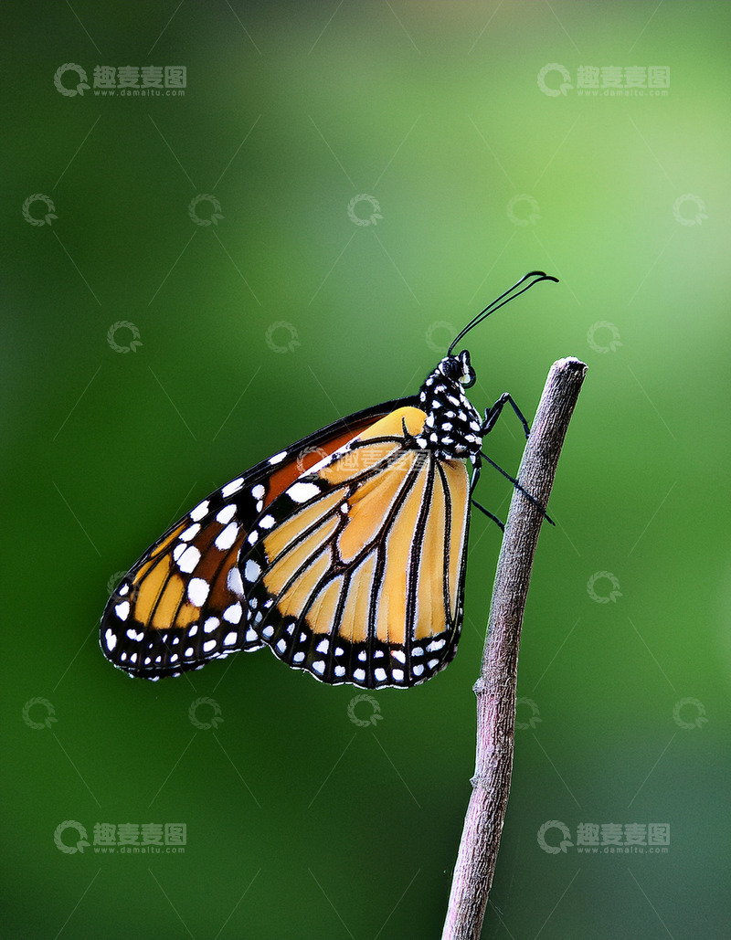 高清大图下载【趣麦麦图】帝王蝶倚立棕色细枝间