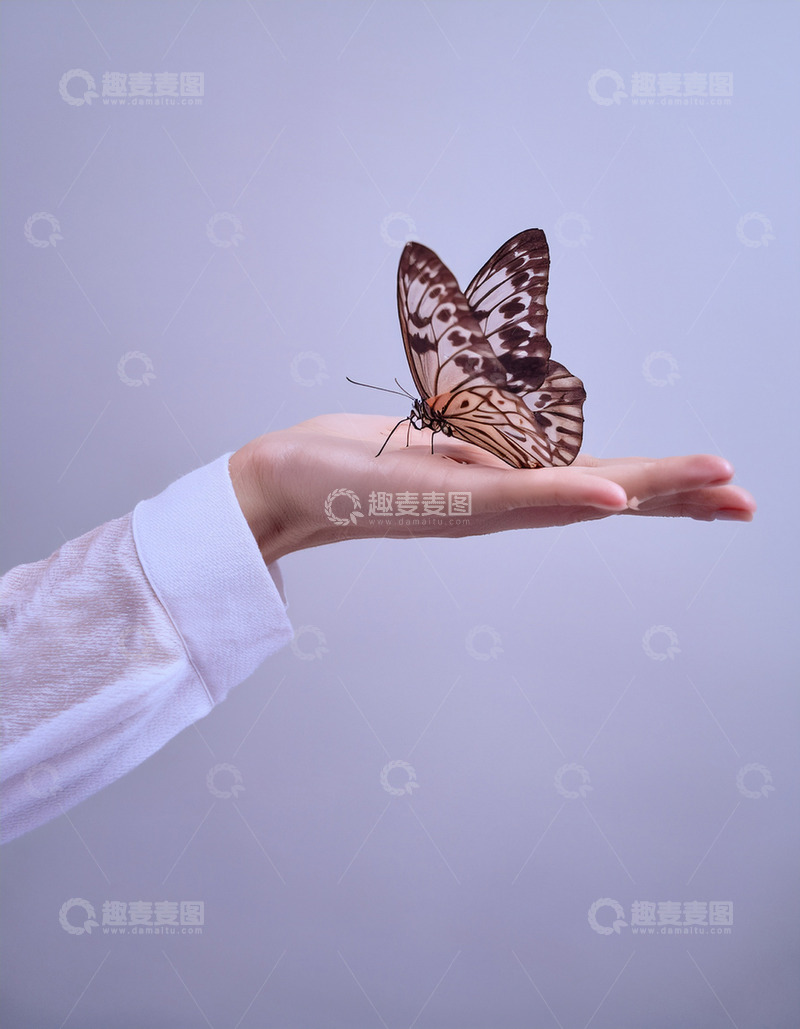 高清大图下载【趣麦麦图】花纹蝶休憩于手掌间