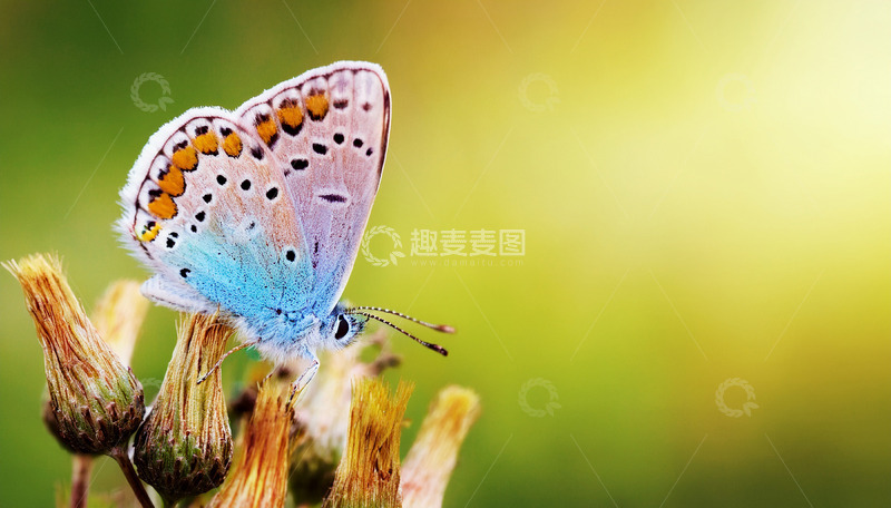 高清大图下载【趣麦麦图】蓝橙蝴蝶停驻枯花之上