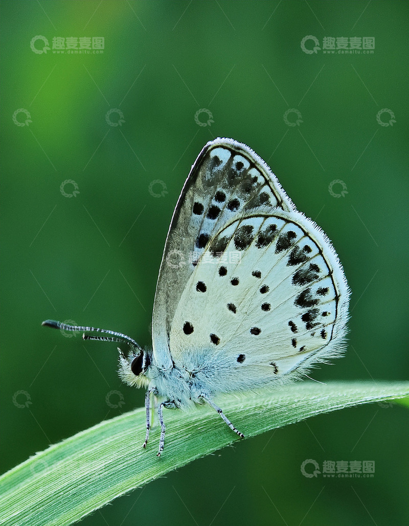 高清大图下载【趣麦麦图】灰斑蓝蝶轻倚绿叶片