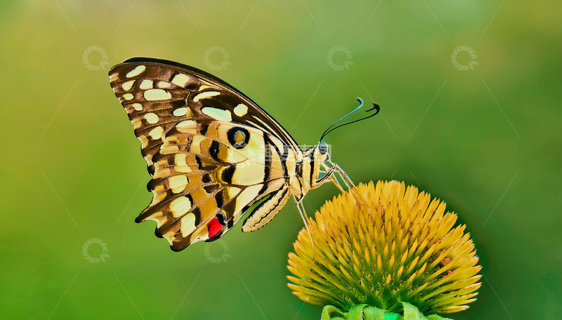 高清大图下载【趣麦麦图】黄黑花纹蝶停落黄花朵