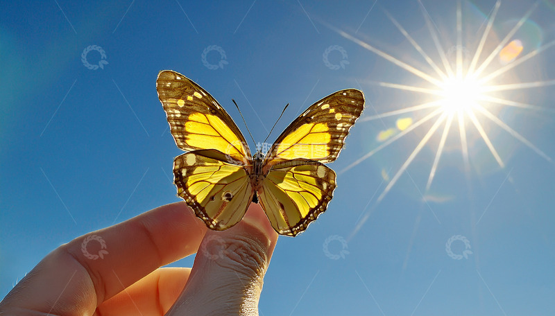 高清大图下载【趣麦麦图】黄蝶展翼于指尖与阳光间