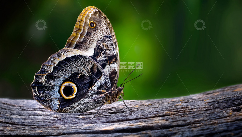 高清大图下载【趣麦麦图】枯木上的眼斑蝶
