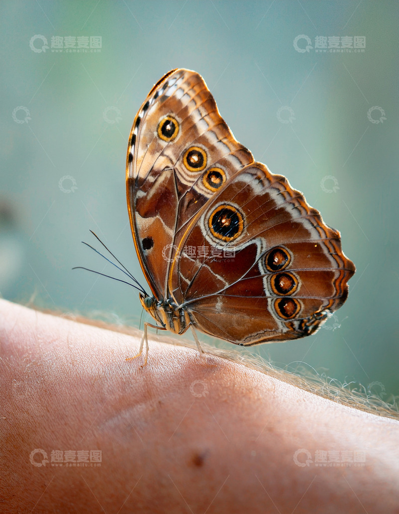 高清大图下载【趣麦麦图】棕纹眼斑蝶停驻人手臂