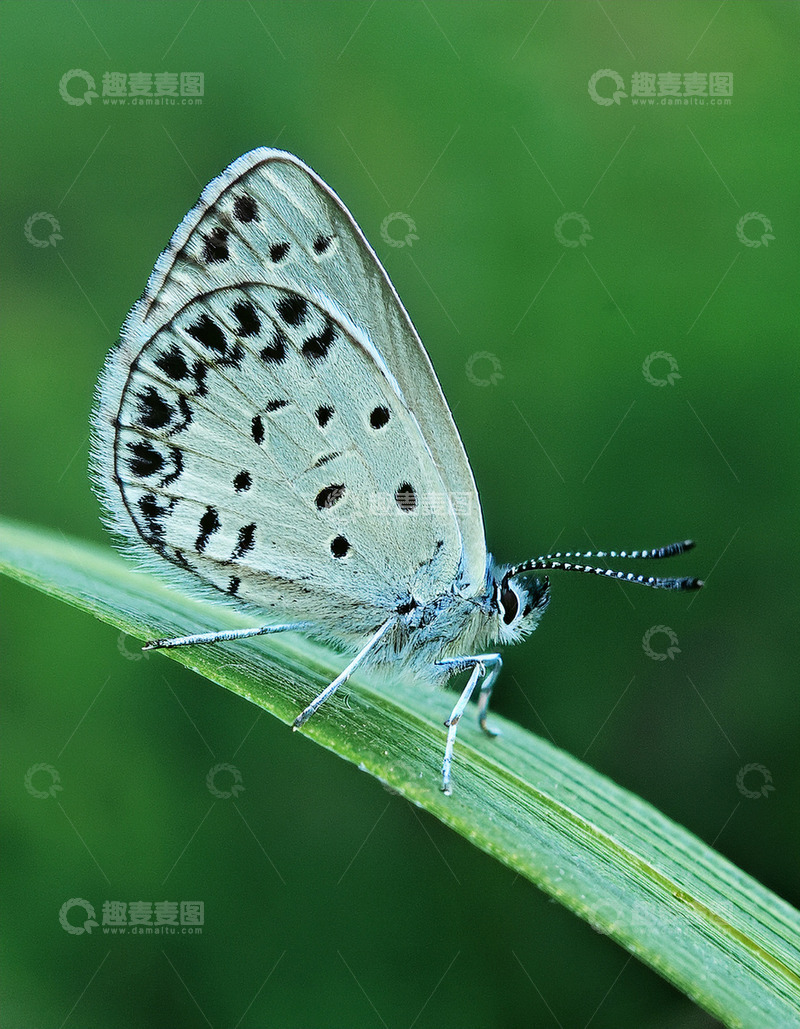 高清大图下载【趣麦麦图】灰斑蓝蝶静栖绿叶片