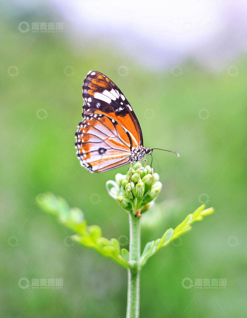 高清大图下载【趣麦麦图】橙白花纹蝴蝶停驻白花