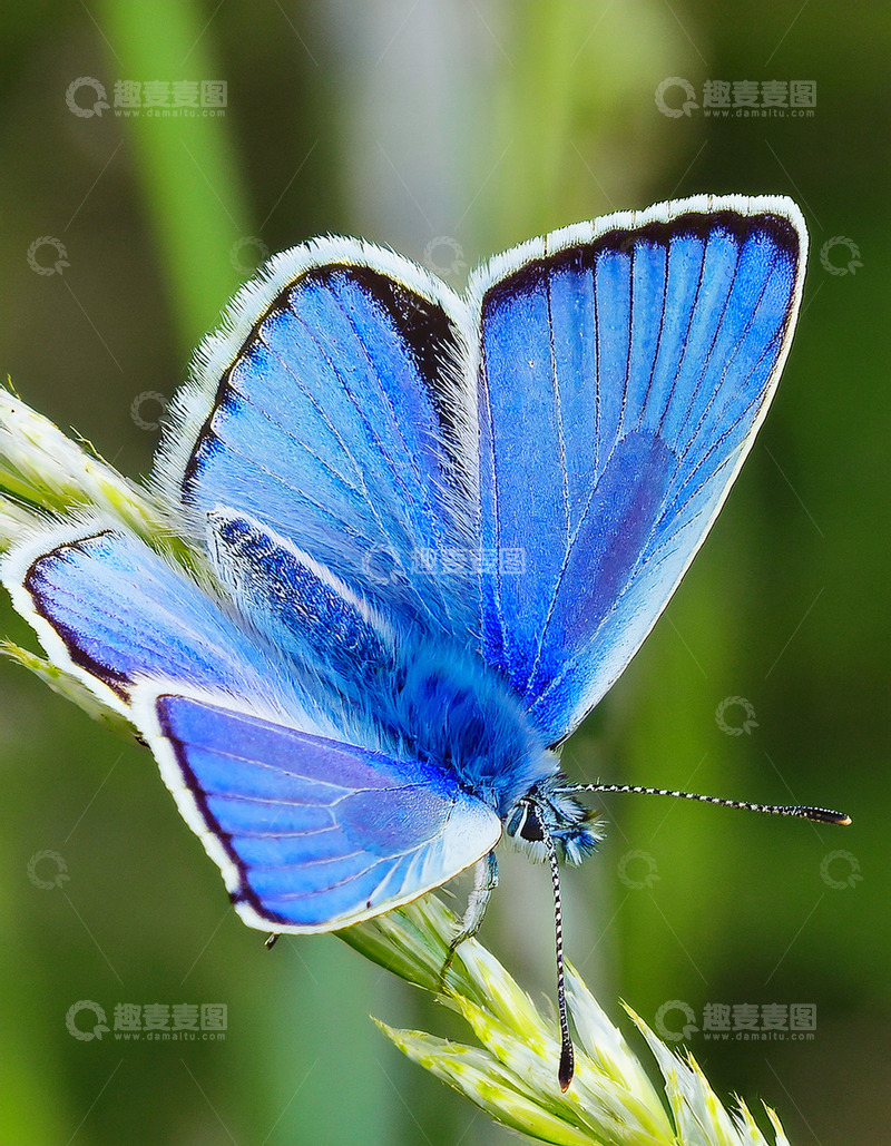 高清大图下载【趣麦麦图】纯蓝蝶静栖绿茎草尖