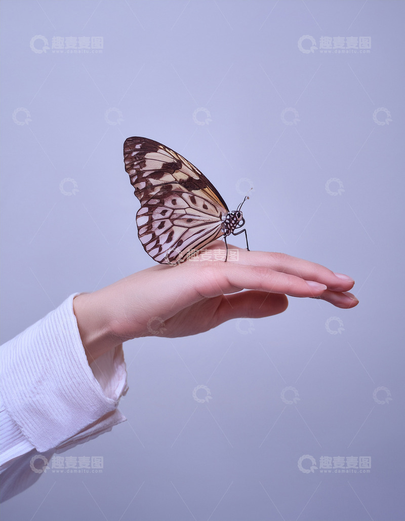 高清大图下载【趣麦麦图】花纹蝶停落人手之上