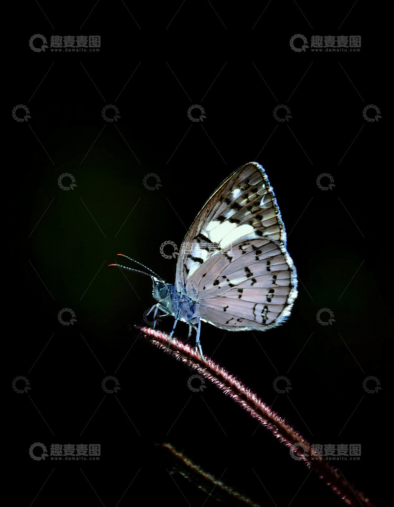 高清大图下载【趣麦麦图】粉白蝶夜栖纤细红茎