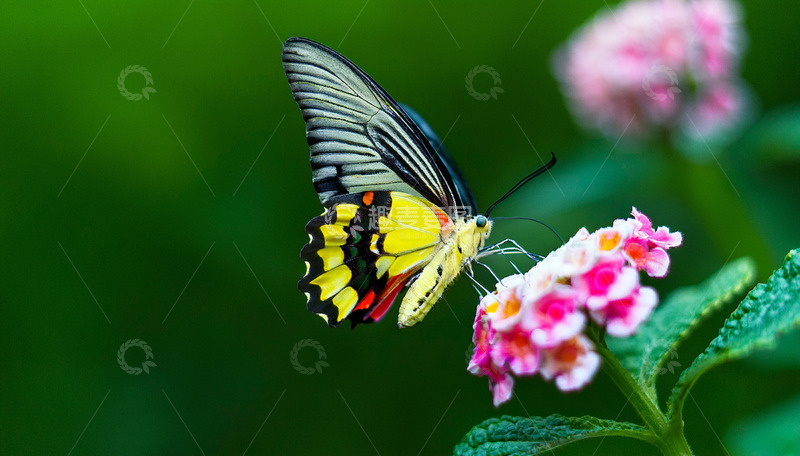 高清大图下载【趣麦麦图】黄黑蝴蝶停驻粉花之上