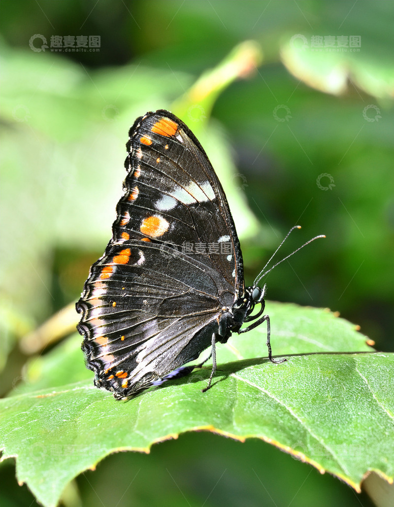 高清大图下载【趣麦麦图】黑橙白蝶停驻绿叶之上