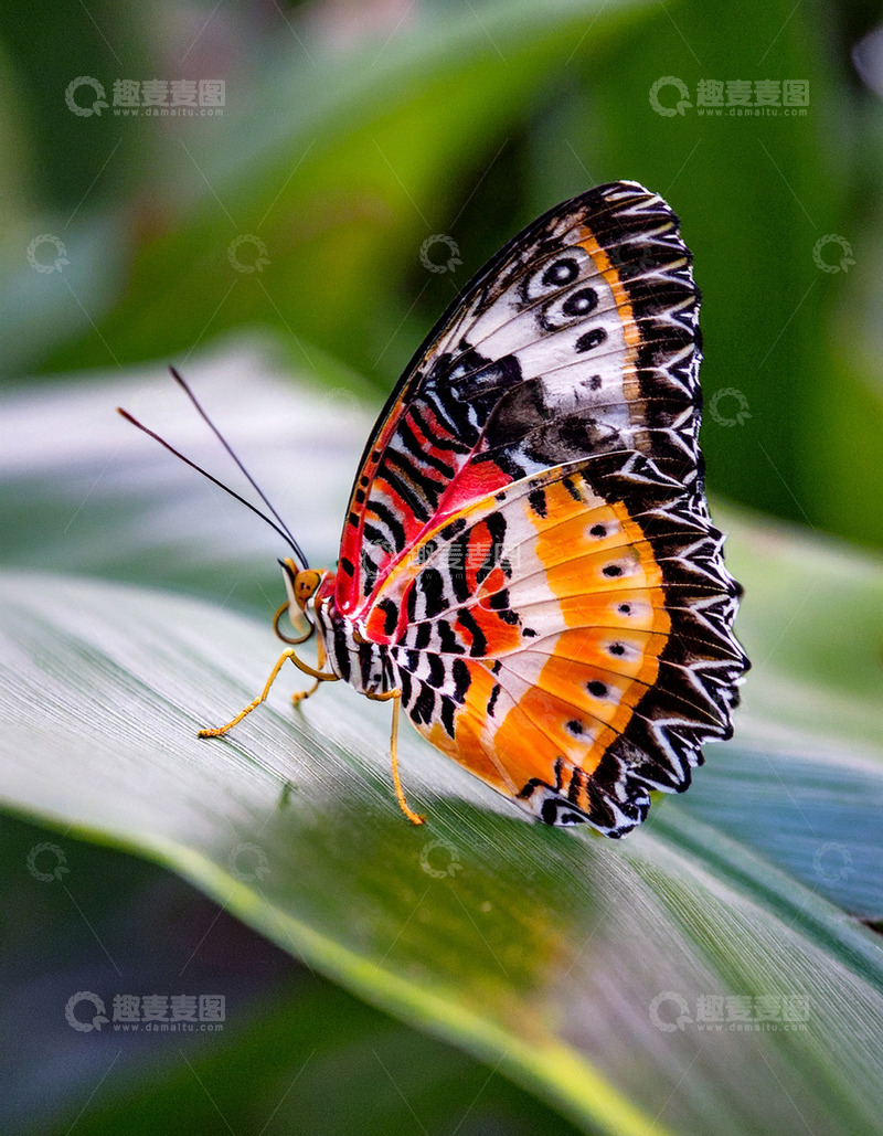 高清大图下载【趣麦麦图】彩纹蝶静伏绿叶表面