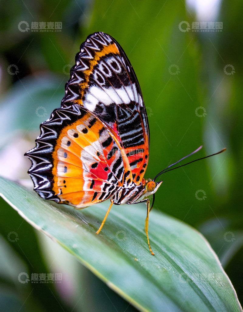 高清大图下载【趣麦麦图】彩纹蝶静伏绿色叶片上