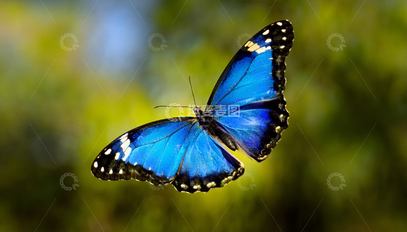 高清大图下载【趣麦麦图】蓝色蝴蝶空中轻盈飞舞