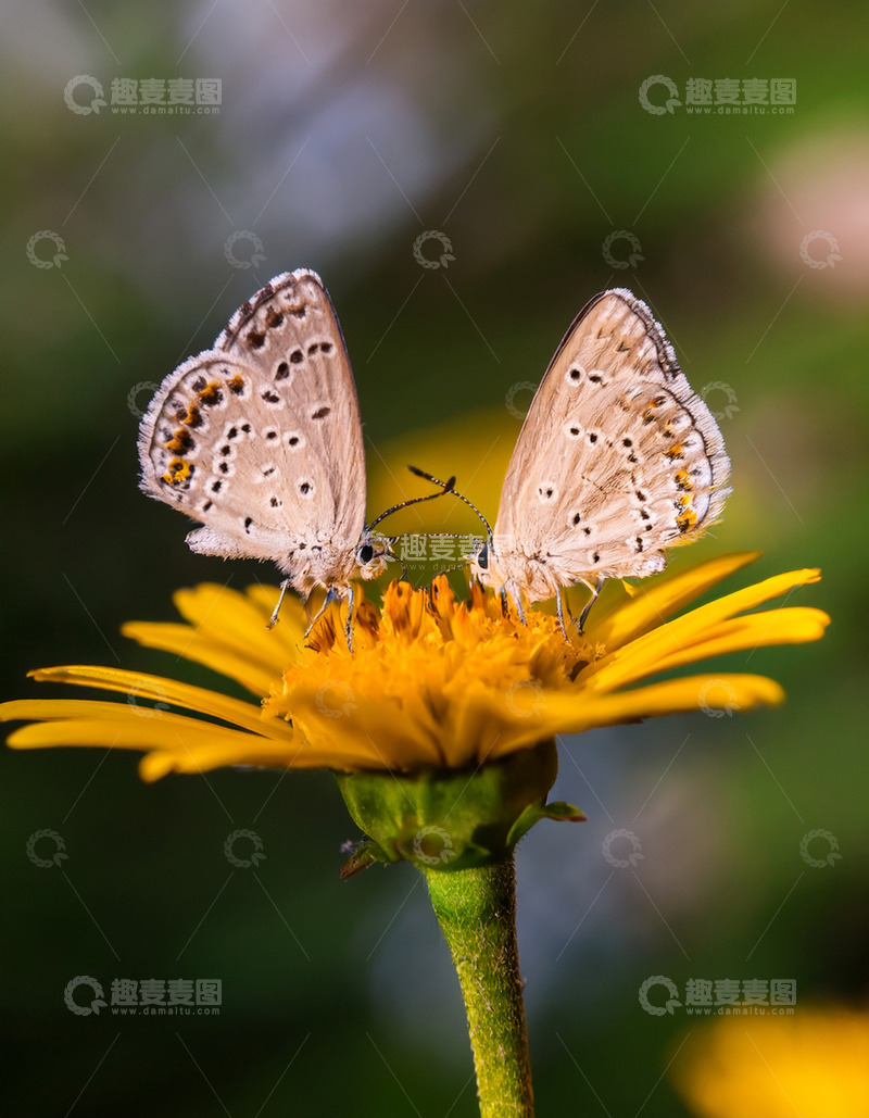 高清大图下载【趣麦麦图】双灰蝶共栖黄色花朵上