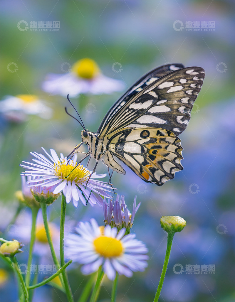 高清大图下载【趣麦麦图】豹纹蝶采蜜淡紫雏菊花丛