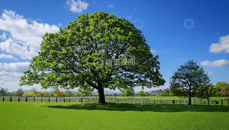 高清大图下载【趣麦麦图】开阔草地中的高大树木景观