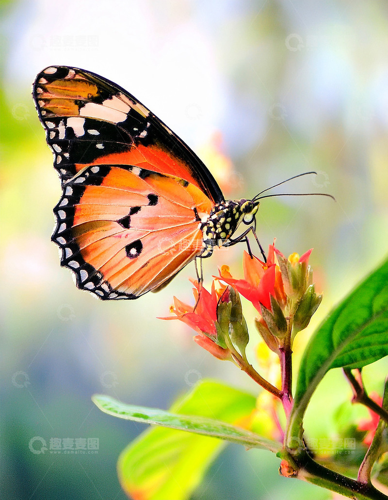 高清大图下载【趣麦麦图】橙黑斑蝶轻落红色花苞