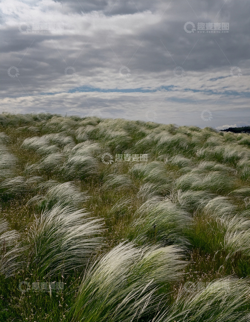 高清大图下载【趣麦麦图】疾风拂过的银白草浪