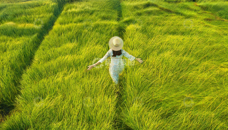 高清大图下载【趣麦麦图】绿浪中漫步的草帽行人