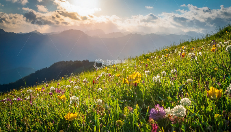 高清大图下载【趣麦麦图】夕阳下繁花盛开的山坡草地