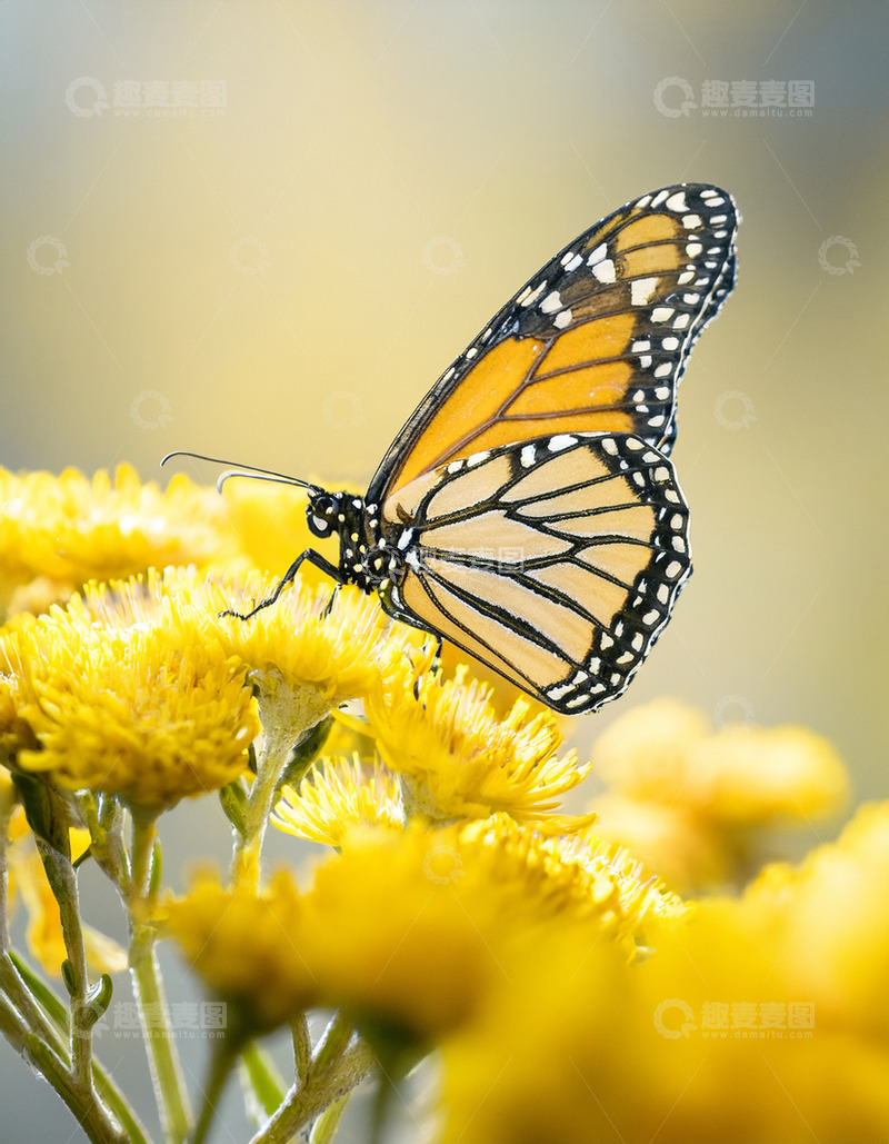 高清大图下载【趣麦麦图】帝王蝶停驻金黄花丛