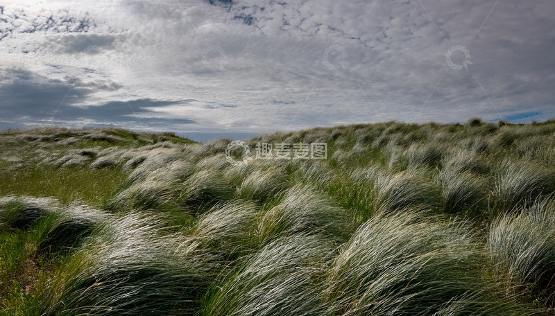 高清大图下载【趣麦麦图】云下随风舞动的草浪