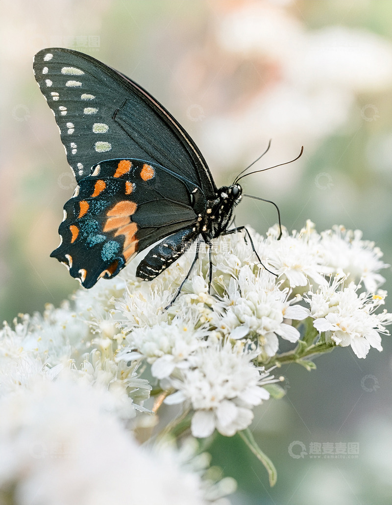 高清大图下载【趣麦麦图】黑橙斑点蝶静卧白花丛