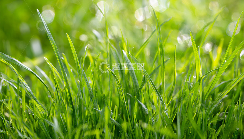 阳光洒落的翠绿草地