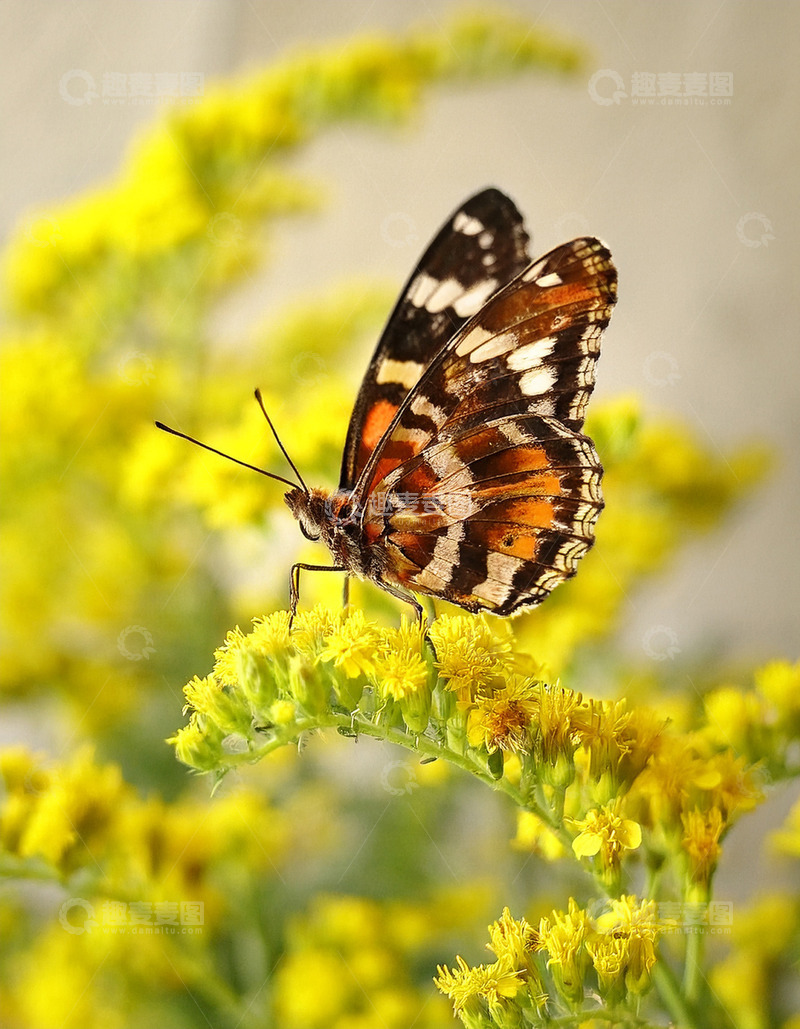 高清大图下载【趣麦麦图】橙白黑斑蝶静栖黄花间