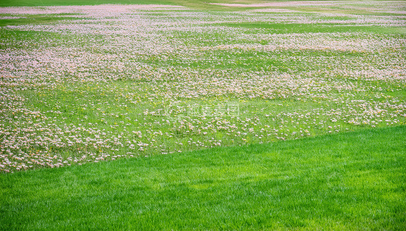 高清大图下载【趣麦麦图】点缀小花的翠绿草地风光