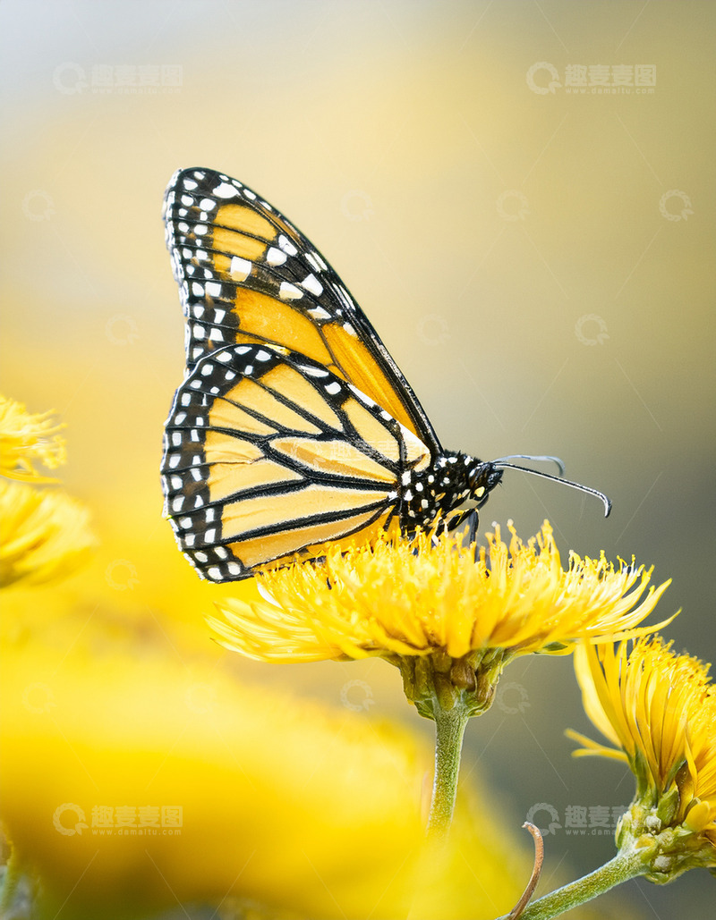 高清大图下载【趣麦麦图】橙黑斑蝶停留黄色花丛