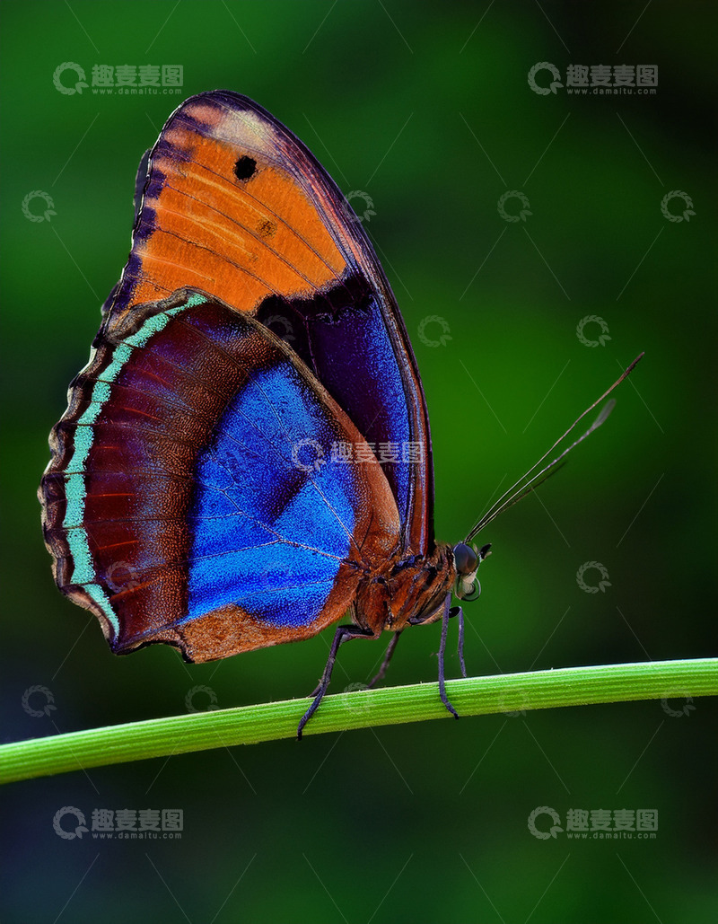 高清大图下载【趣麦麦图】蓝橙蝶静栖绿色草茎
