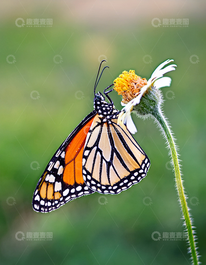 高清大图下载【趣麦麦图】帝王蝶休憩白色雏菊花茎