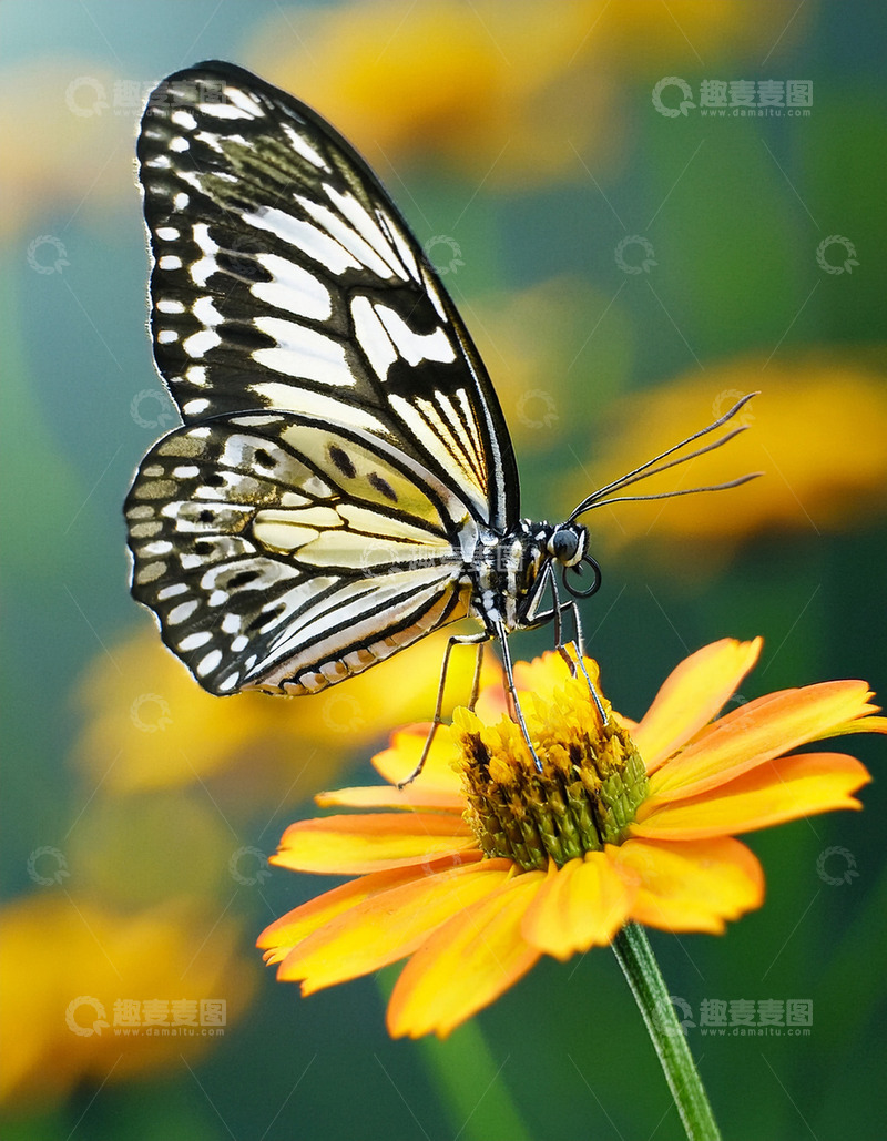 高清大图下载【趣麦麦图】黑白纹蝶停落橙黄花间