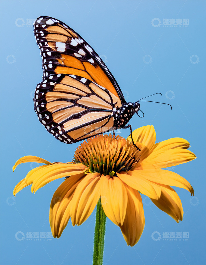 高清大图下载【趣麦麦图】帝王蝶静立橙黄花顶