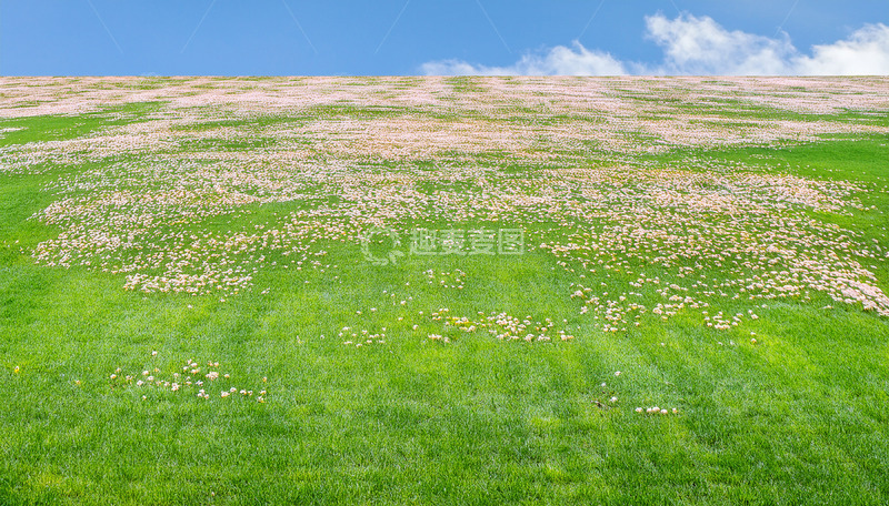 高清大图下载【趣麦麦图】开满小花的广袤绿色草地