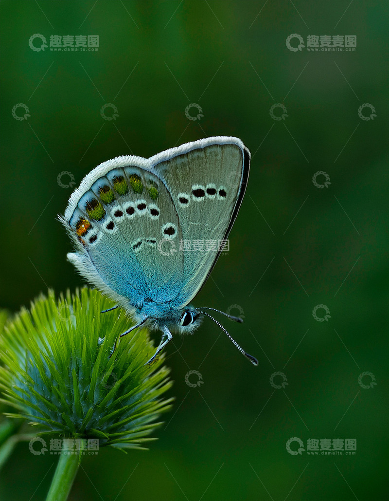 高清大图下载【趣麦麦图】蓝灰蝶停落绿刺状花