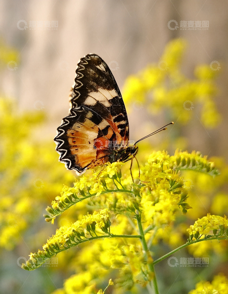高清大图下载【趣麦麦图】橙黑花斑蝶休憩黄花卉