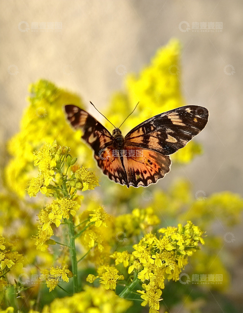 高清大图下载【趣麦麦图】橙黑纹蝶小憩于黄花枝
