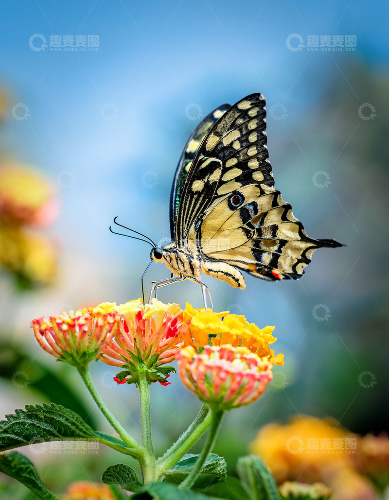 高清大图下载【趣麦麦图】黄黑斑蝶停驻橙粉花朵