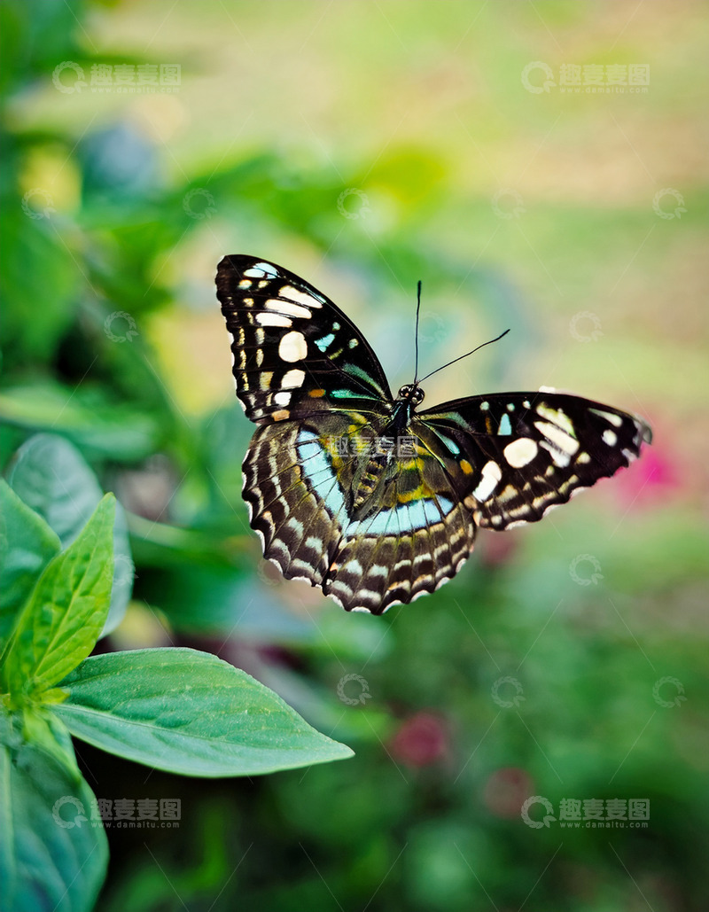 高清大图下载【趣麦麦图】蓝黑斑蝶花间优雅飞行