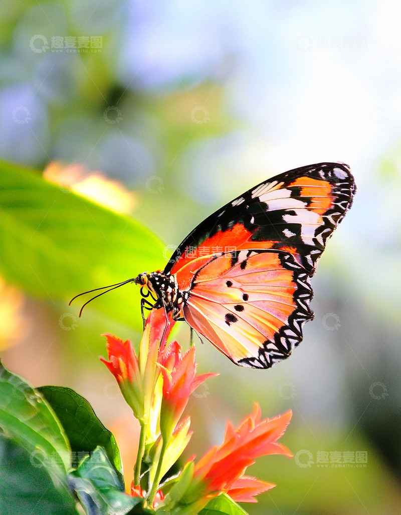 高清大图下载【趣麦麦图】橙黑斑蝶停驻红色花簇