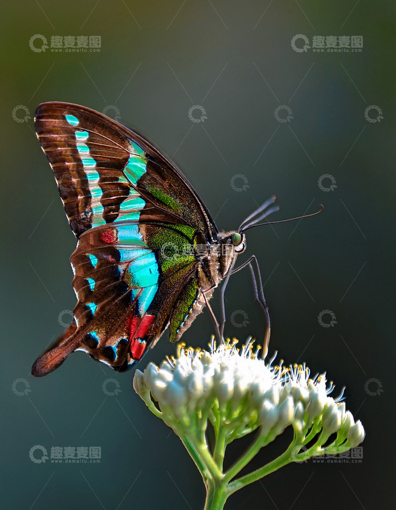 高清大图下载【趣麦麦图】绿蓝纹蝶停落白色花序